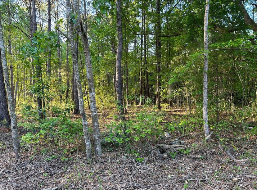 7437 Andy Road, Hollywood, SC 29449 Land for Sale