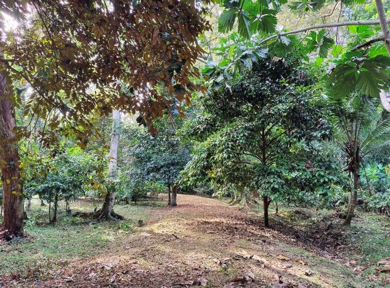 3.3 Hectares of Titled Land for Development Hone Creek Stunning