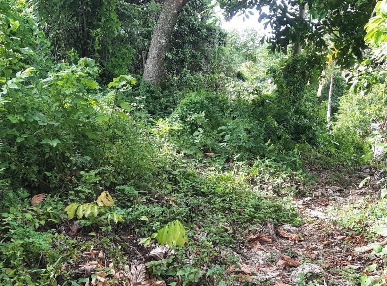 ANCHOVY, Anchovy, St. James Parish Land for Sale