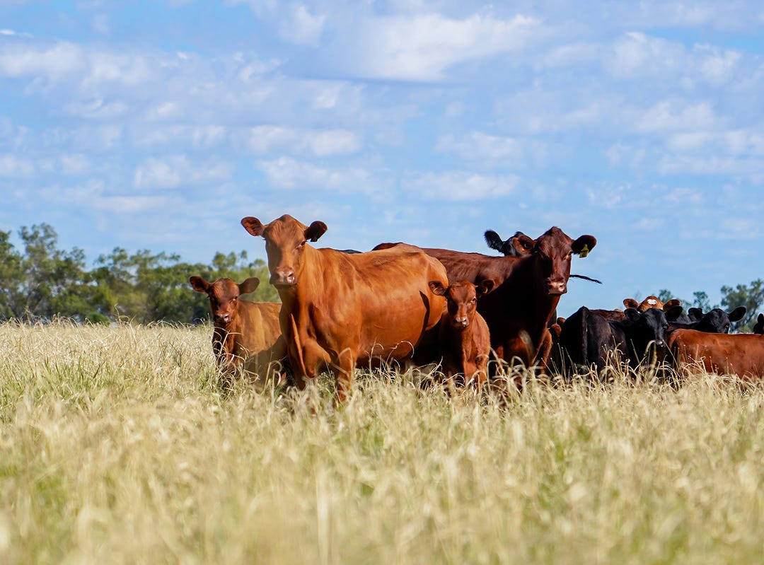 Coonamble, NSW 2829, Address available on request Rural for Sale