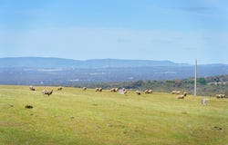 186 Bells Reef Road,, Maldon, Vic 3463