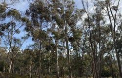 141630/2 Old Tier Road, Woodbury, Tas 7120