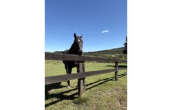 51 Griffins Road, Wyanbene, NSW 2622