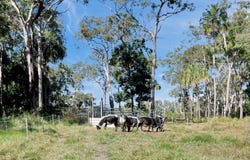 768 Sarina Beach Road, Sarina Beach, Qld 4737