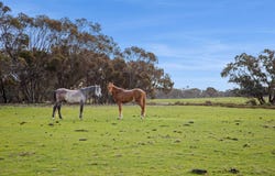 Lot 1/753 Clays Road, Bagshot North, Vic 3551