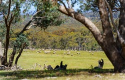 186 Bells Reef Road,, Maldon, Vic 3463