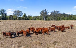 Lot 135, 1995 Mary Valley Road, Kandanga, Qld 4570
