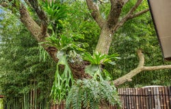 9-11 Borneo Court, Tamborine Mountain, Qld 4272