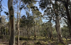 141630/2 Old Tier Road, Woodbury, Tas 7120
