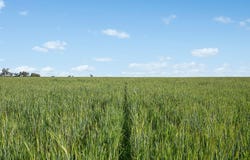 6294 Mitchell Highway, Molong, NSW 2866