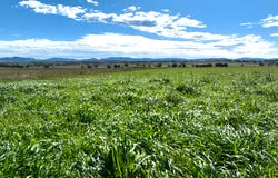"Thirlmere" 450 Bridges Road, Gunnedah, NSW 2380
