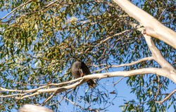 16 Anglers Crescent, Miena, Tas 7030