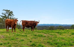 28 Pennefather Close, Yorklea, NSW 2470