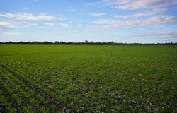 _ Tutchewop Hill, Kelly Ash, Kelly's, Berkshire & Hawkings, Lake Boga, Vic 3584