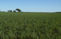 1708 Riddoch Highway, Keith, SA 5267