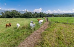 472 Miallo Bamboo Creek Road, Bamboo, Qld 4873