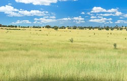 " Kooringa ", Roma, Qld 4455