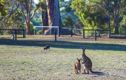 26 Hebrides Close, Quindalup, WA 6281