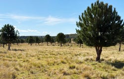 609 Jacqua Road, Windellama, NSW 2580