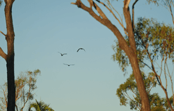 Lot 42 Morella Place, Bohle Plains, Qld 4817