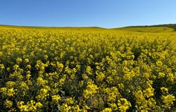 Lot 5 McAvaney Lane, Whites Flat, SA 5607