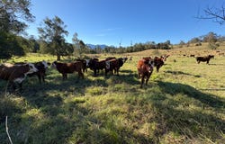1010 Brays Creek Road, Brays Creek, NSW 2484