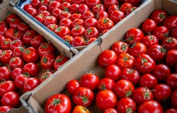 Noosa Farmers Market & Kawana Farmers Market, Noosaville, Qld 4566
