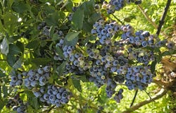 The Big Berry, 925 Gembrook-launching Place Rd,, Hoddles Creek, Vic 3139