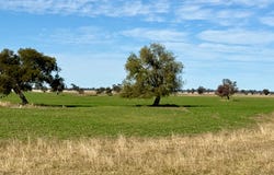 279 Hotchkiss Road, Baradine, NSW 2396