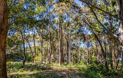 129 Wahine Drive, Russell Island, Qld 4184