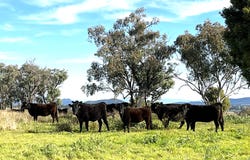 "Thirlmere" 450 Bridges Road, Gunnedah, NSW 2380