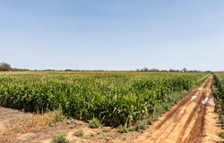 1259 Mason Road, Girgarre, Vic 3624