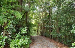 106 Black Bean Road, Cow Bay, Qld 4873