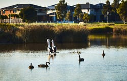 1428 Gator Esplanade, Clyde North, Vic 3978