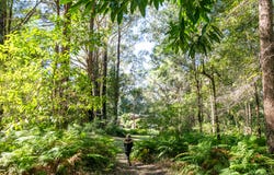 3 Sugar Glider Lane, Tinbeerwah, Qld 4563