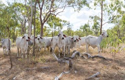 2788 Atkinson Road, Kunwarara, Qld 4702