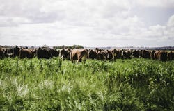 536 Nine Mile Swamp Road, Beermullah, WA 6503