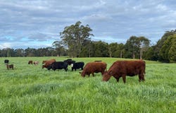16463 Bass Highway, Wynyard, Tas 7325