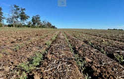 Edgeroi, NSW 2390