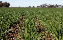Sandy Camp & Kimaroi, Sandy Camp Road, Condobolin, NSW 2877