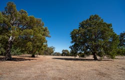 North Dandalup, WA 6207
