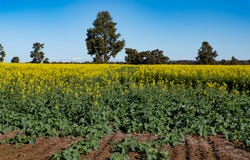2244 Berrigan Road, Berrigan, NSW 2712