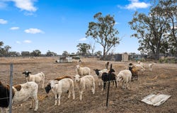 424 Arcadia Two Chain Road, Arcadia South, Vic 3631