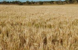 Carrapee Hill Rd, Darke Peak, SA 5642