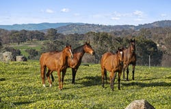 1 Longwood-Ruffy Road, Ruffy, Vic 3666