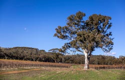 142 McLaren Flat Road, McLaren Flat, SA 5171