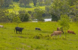 Dondingalong, NSW 2440