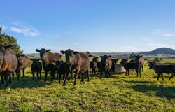 11191 Nerriga Road, Braidwood, NSW 2622