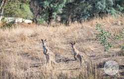 827-841 Centaur Road, Hamilton Valley, NSW 2641