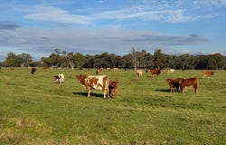 Millears Road, Deniliquin, NSW 2710